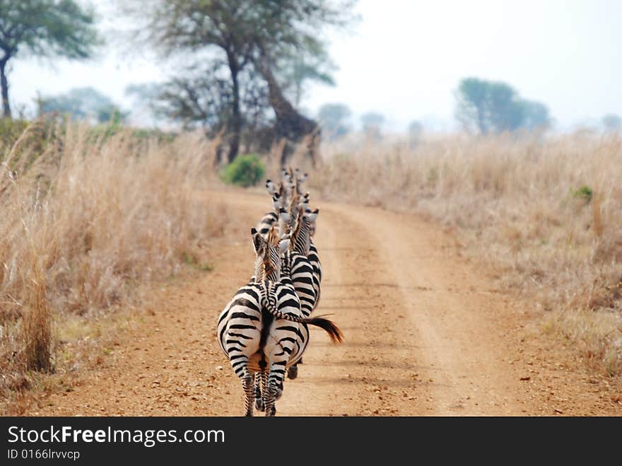 Zebras walking in line