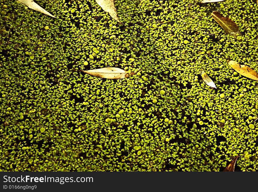 Structure of seaweed