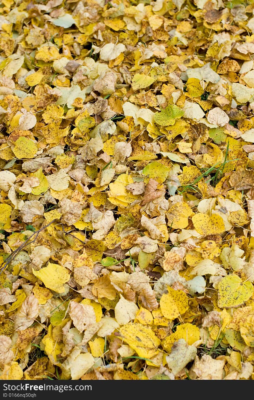 The coloured autumn leaves on the grass