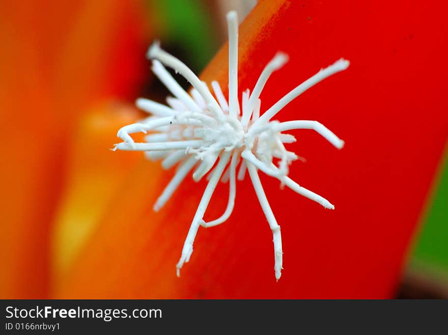 A white coloured insect found in red flower. A white coloured insect found in red flower.