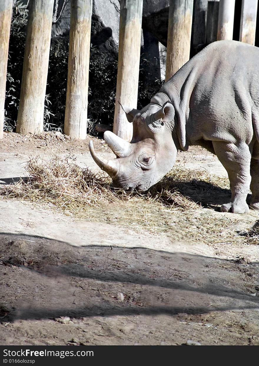 A rhinoceros feeding and foraging in a local zoo setting.