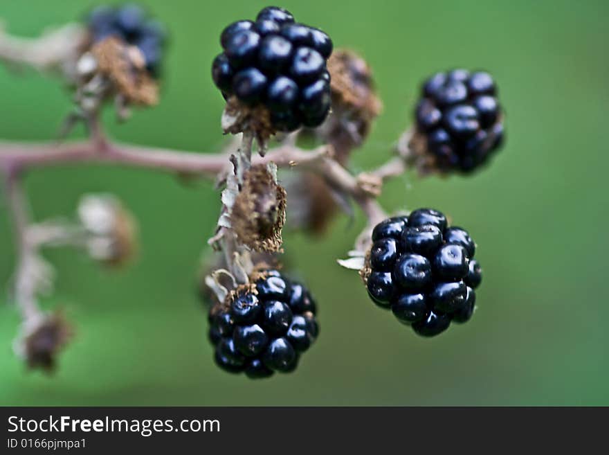 Some blackberries on a plant