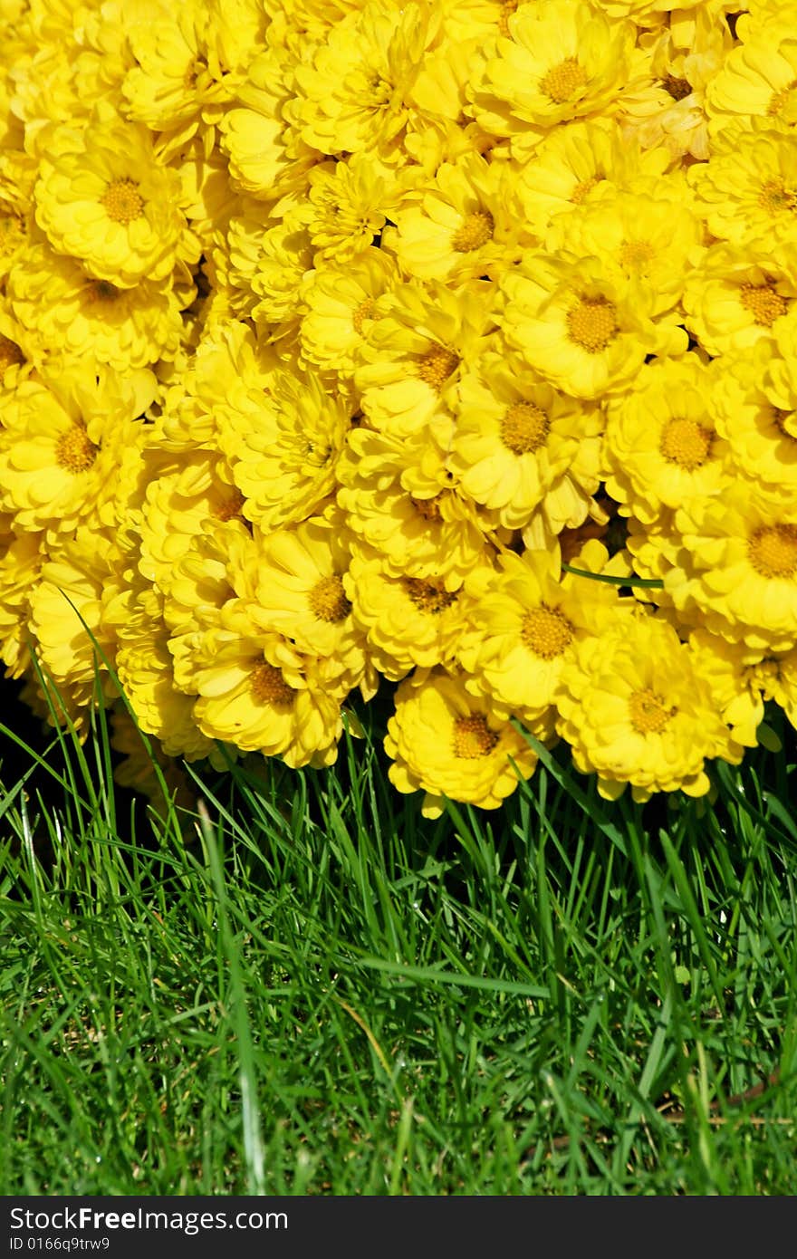 Bright yellow flowers over green green grass. Bright yellow flowers over green green grass