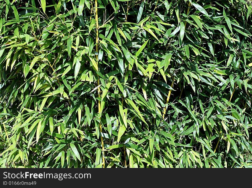 Background of bamboo green plant pattern horizontal. Background of bamboo green plant pattern horizontal