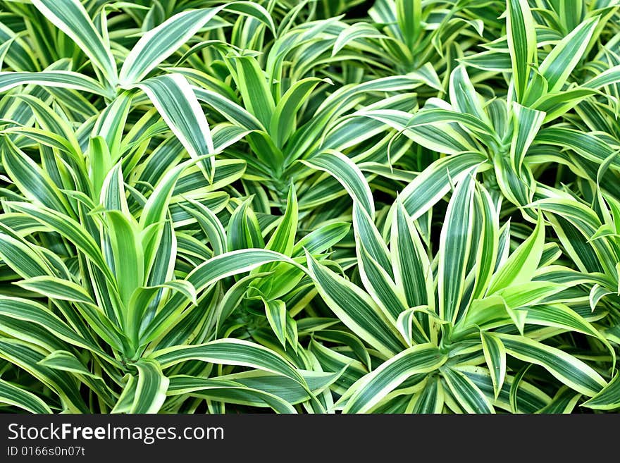 Background of green plant with long leaves. Background of green plant with long leaves