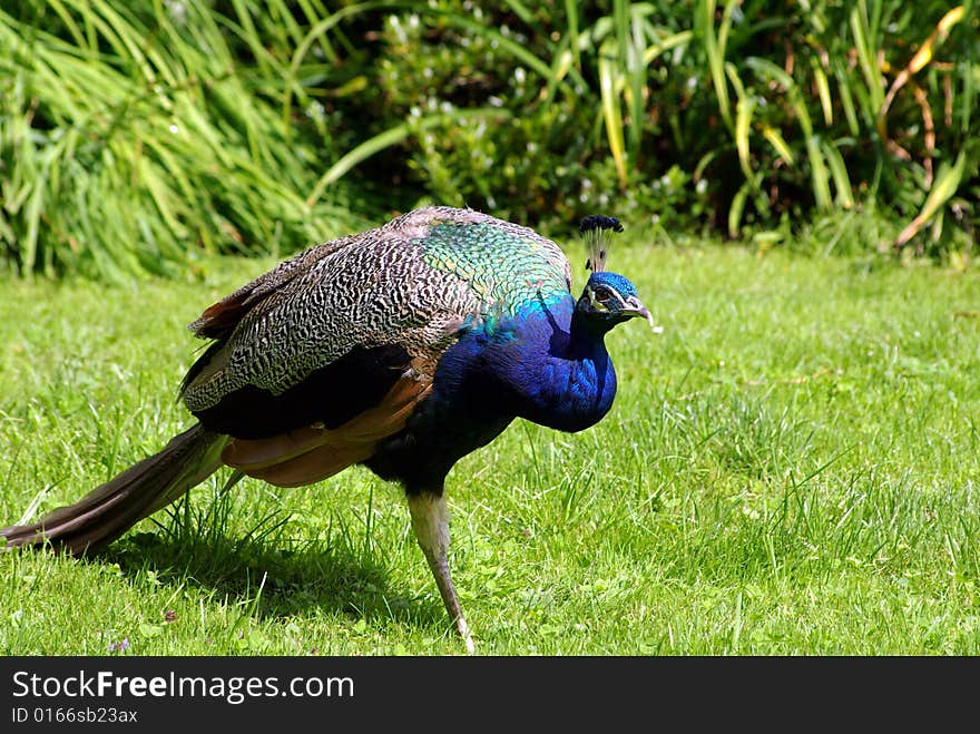 Blue peacock