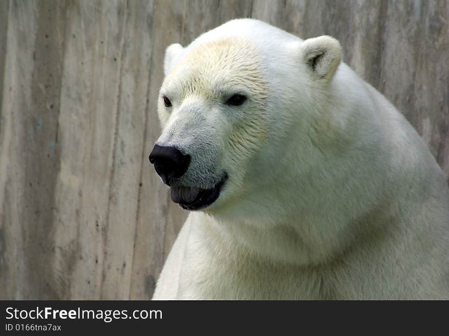 White baer with open mouth is screaming. White baer with open mouth is screaming