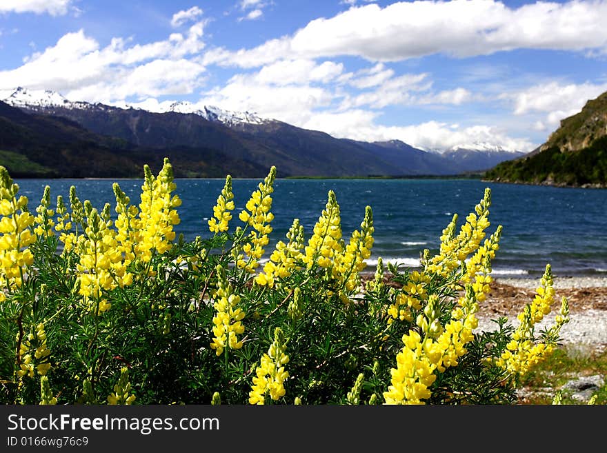 Lake Wanaka Lavender