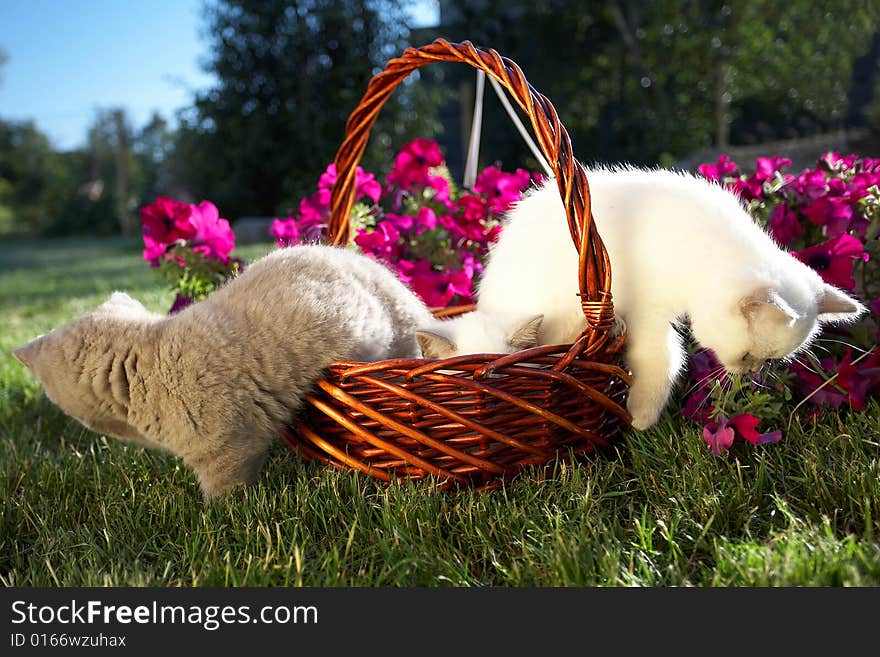 Three kittens play with a basket, two get out of a basket. Three kittens play with a basket, two get out of a basket