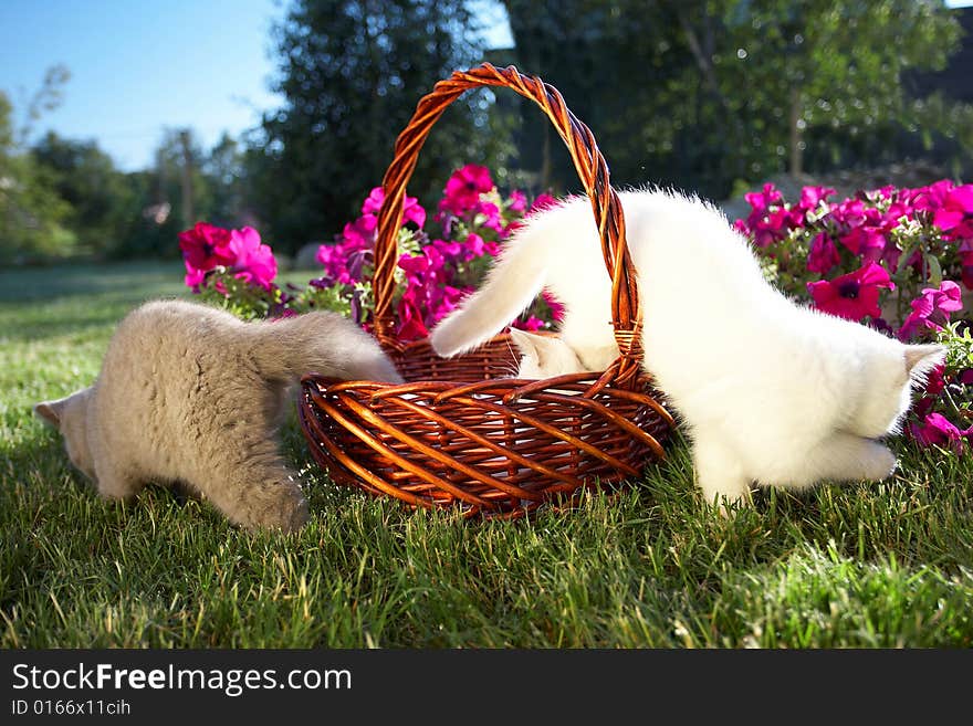 Three kittens in a basket