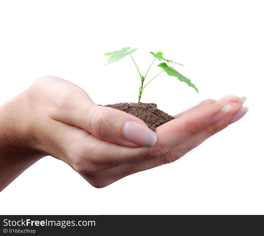 Green sprout of tree in palm of young woman. Green sprout of tree in palm of young woman