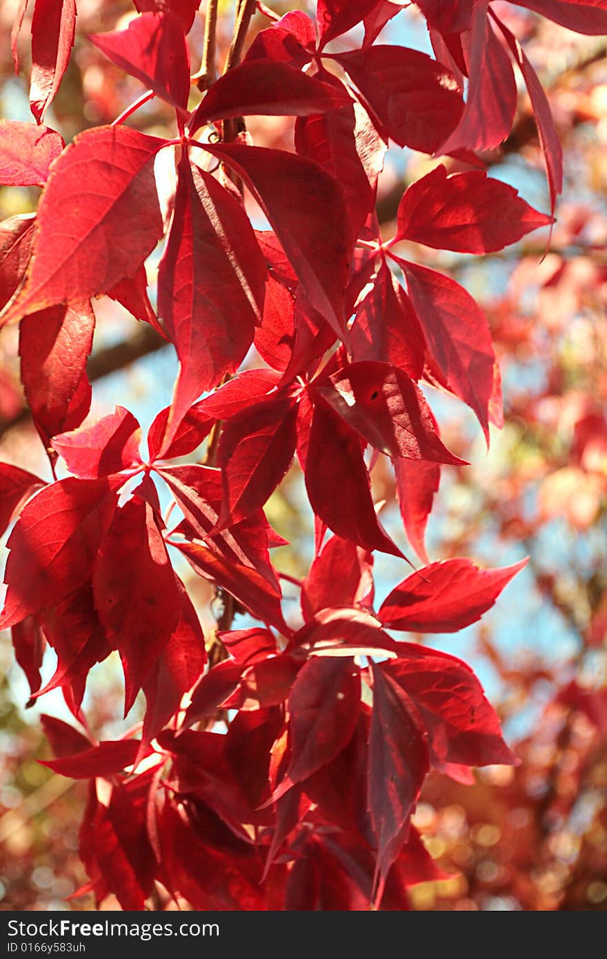 Red Leaves