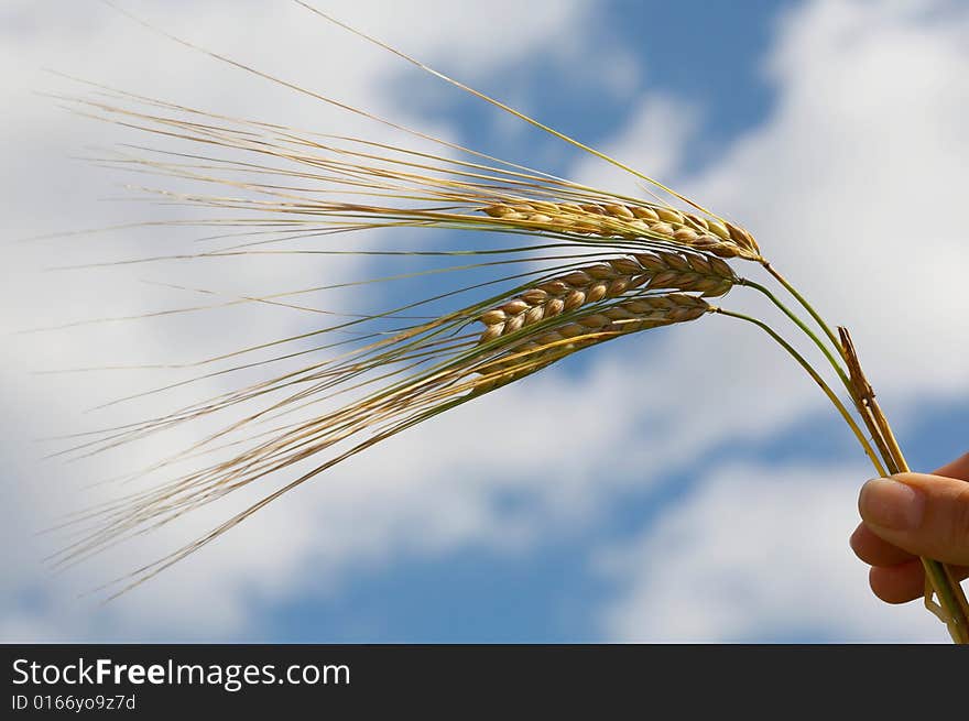 Rye ears in hand, on the sky background