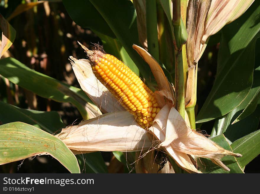 Image of an ear of corn on an autumn day