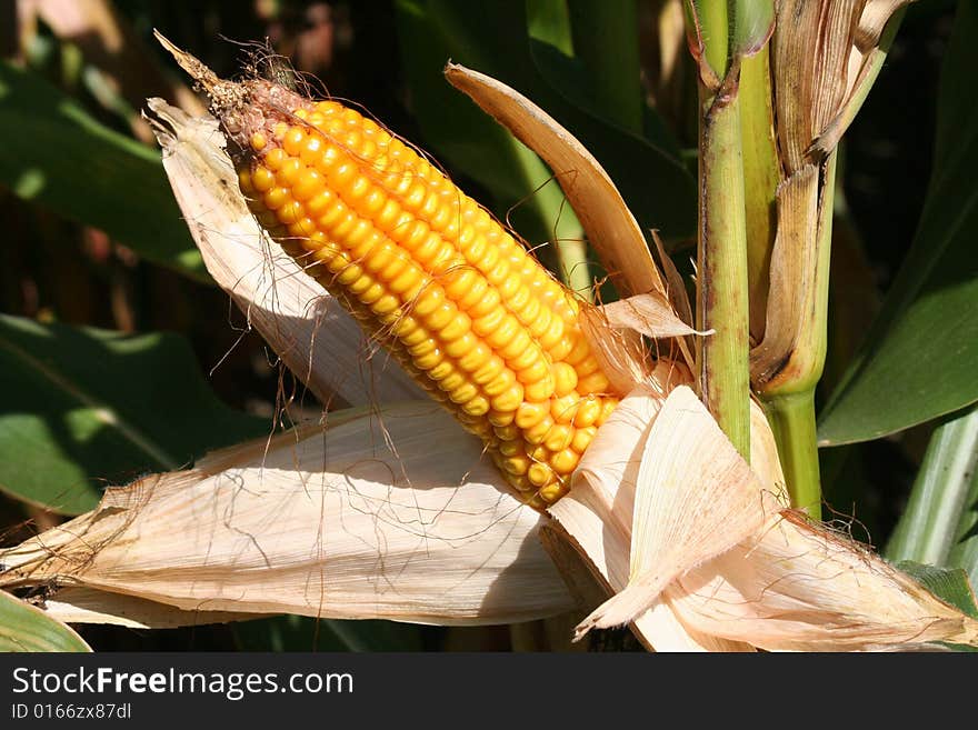 Image of an ear of corn on an autumn day