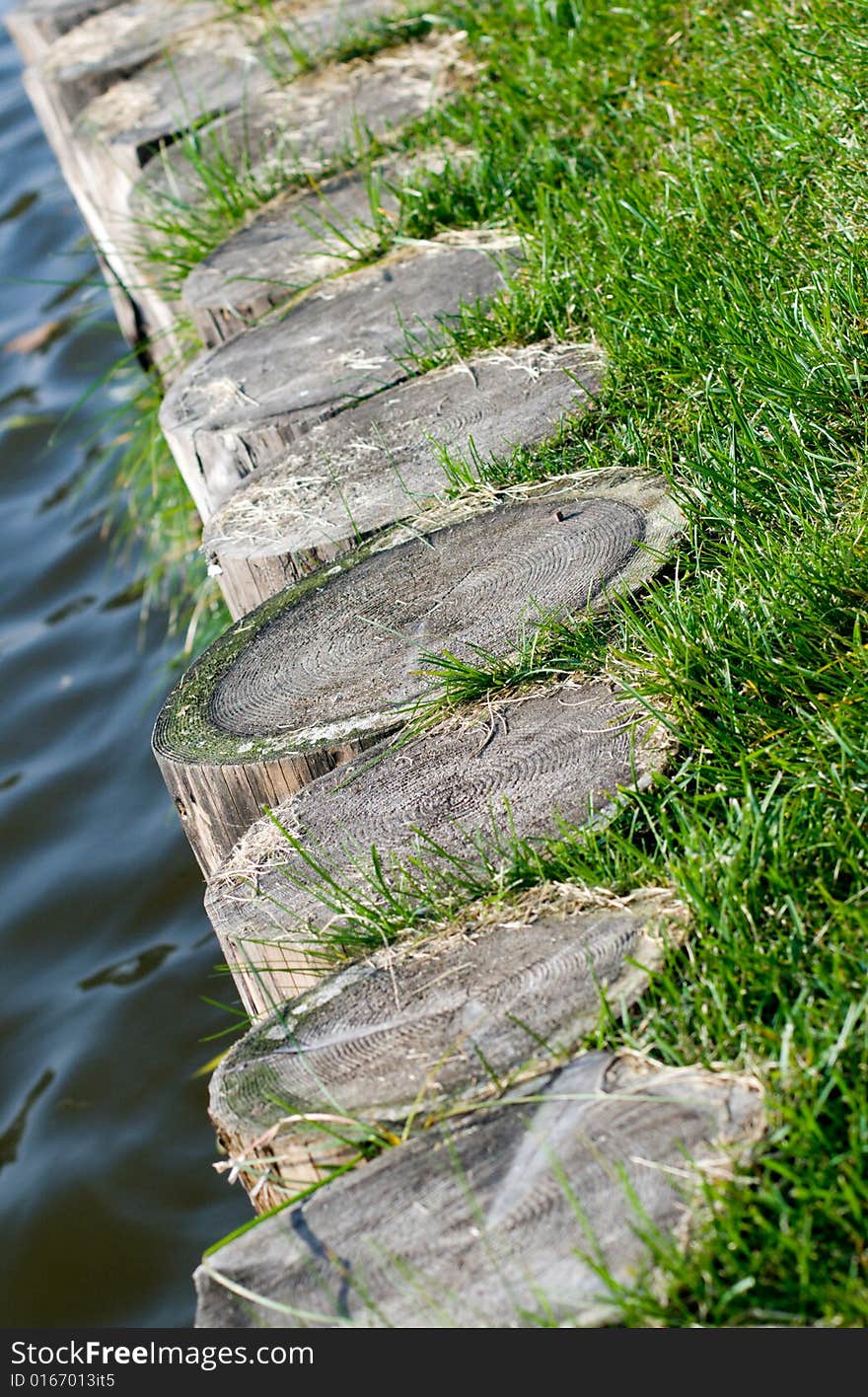 Some stumps with green grass. Some stumps with green grass.