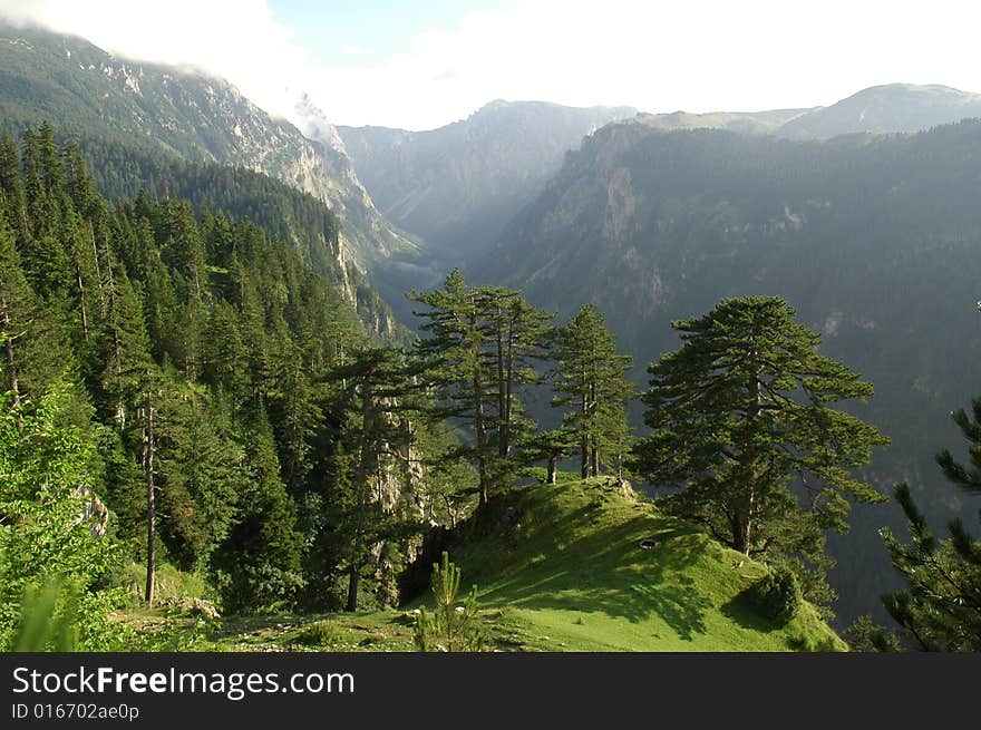 Mountains forest