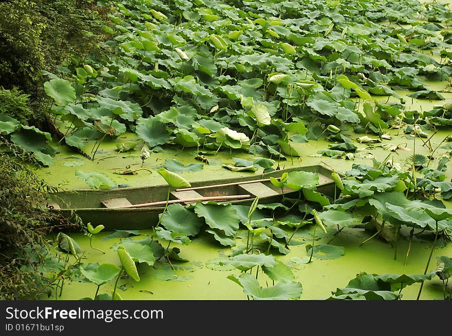 Lotus leaf and ship,taken in china.