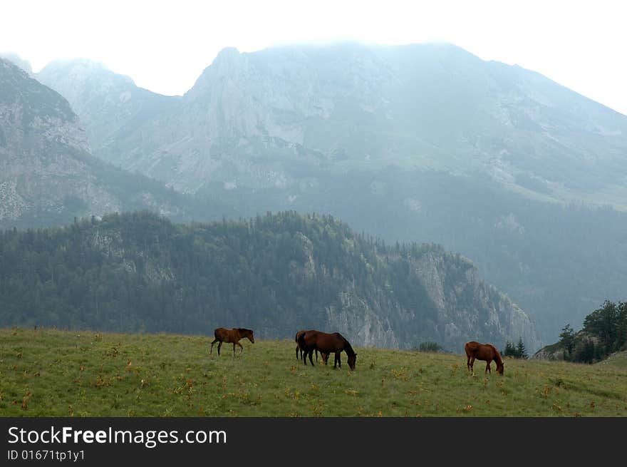 Mountains pasture