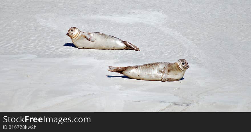 Two seals in the beach