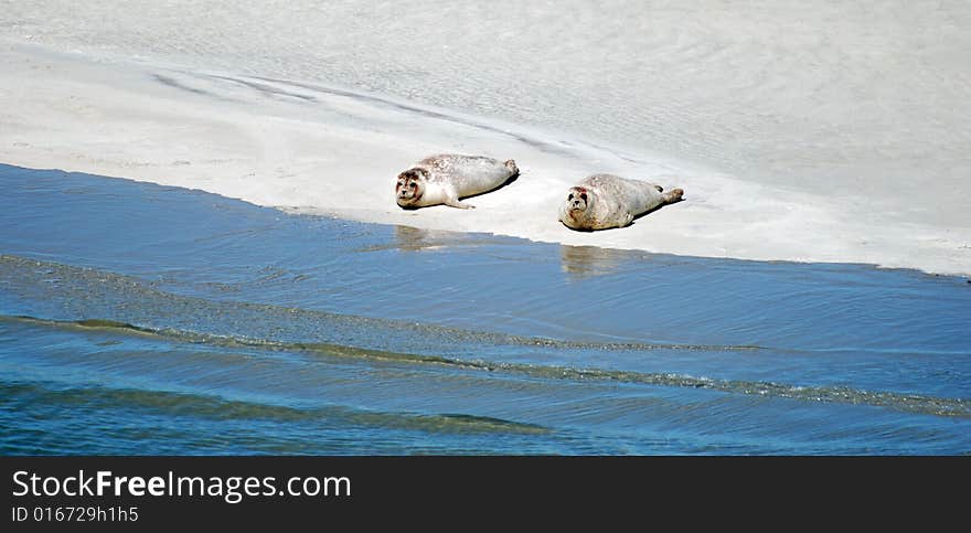 Two seals in the beach by the water