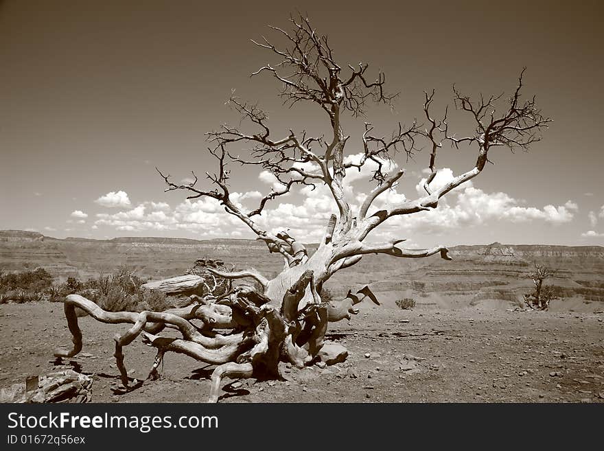 Artistic tree inside the Grand Cayon national park. Artistic tree inside the Grand Cayon national park