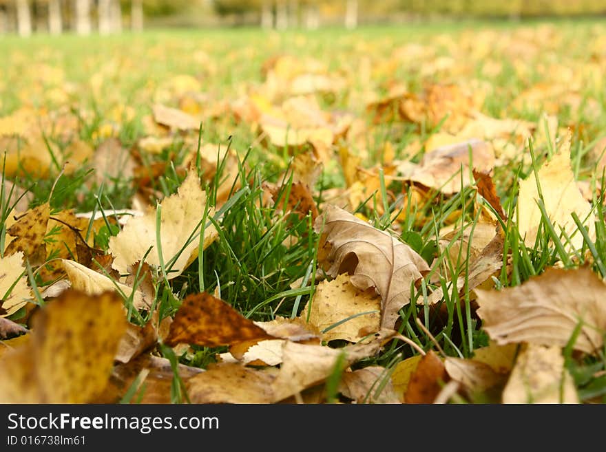 Autumn foliage in park. The fallen down foliage on a lawn