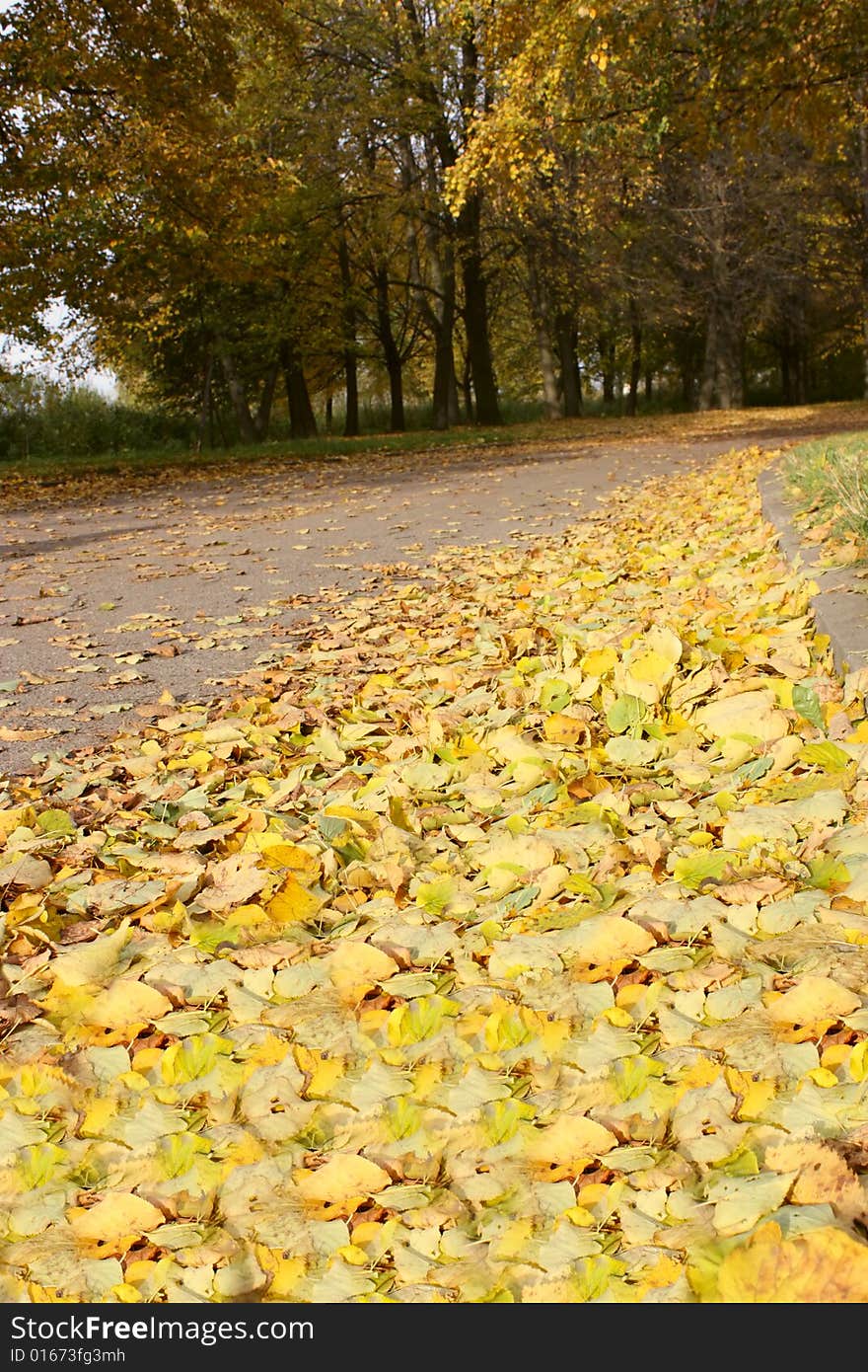 Autumn Foliage2