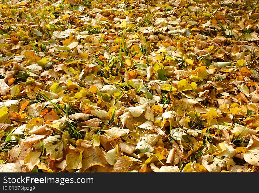 Autumn foliage in park. The fallen down foliage on a lawn