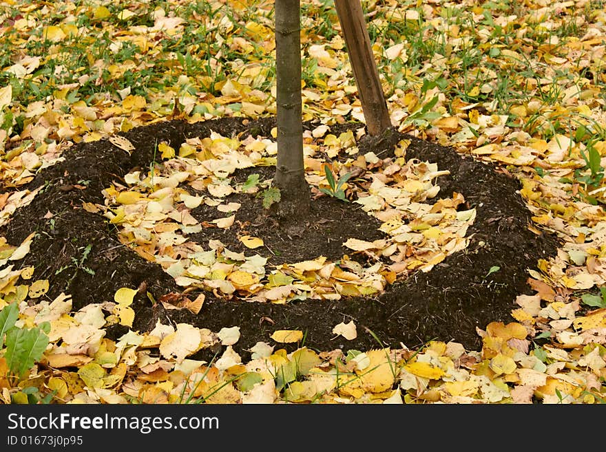 Autumn foliage in park. The fallen down foliage on a lawn