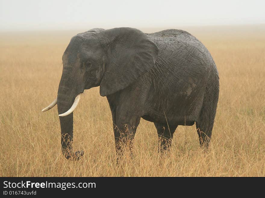 A photo of an African elephant in the rain