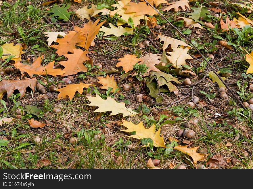 Autumn background,leaf, acorn.