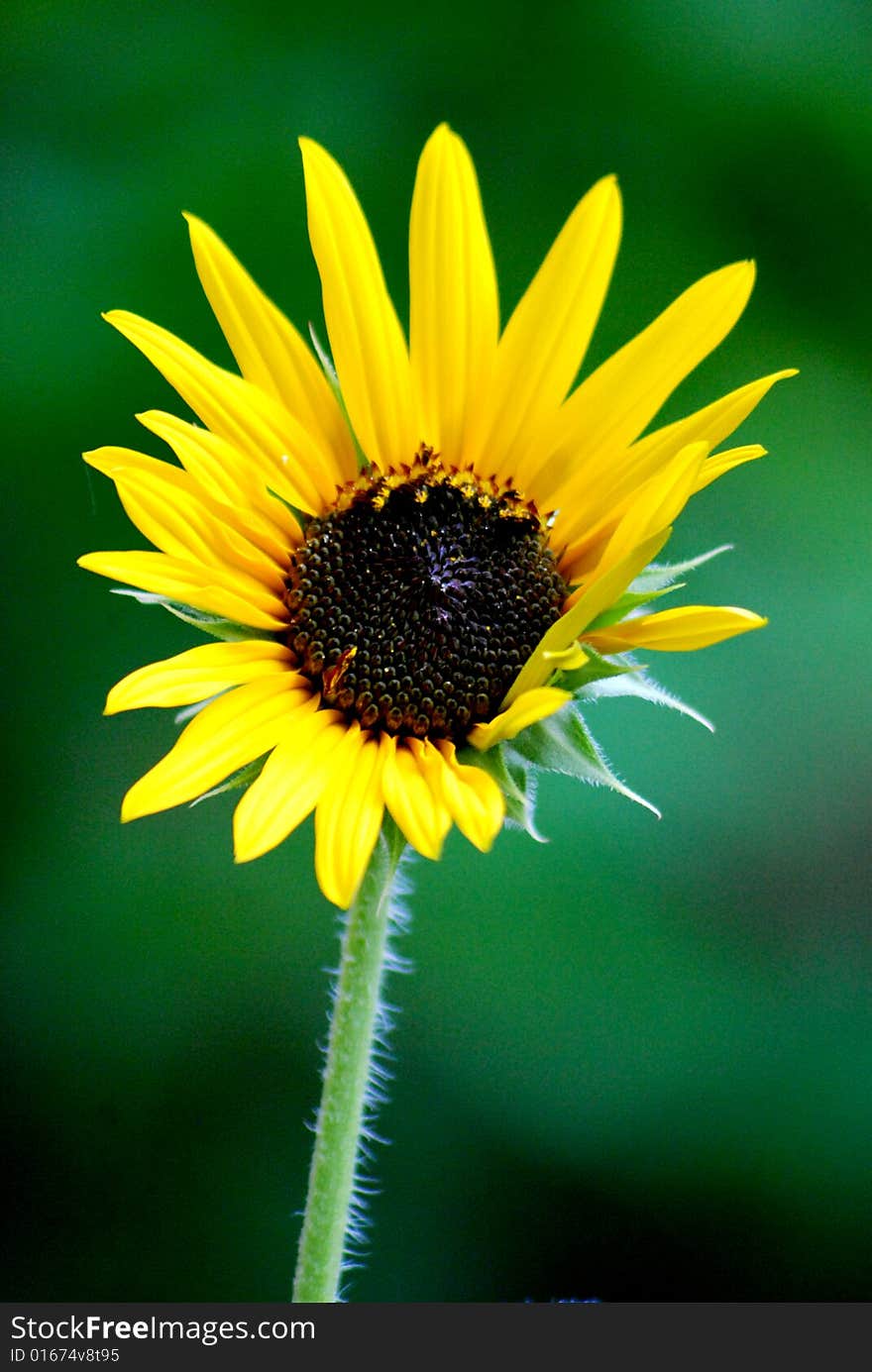 Sunflower Single