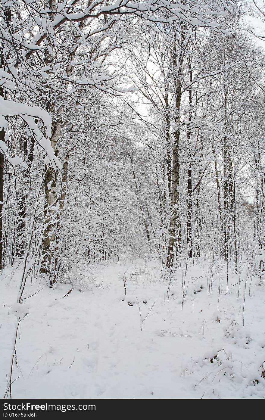 Winter forest