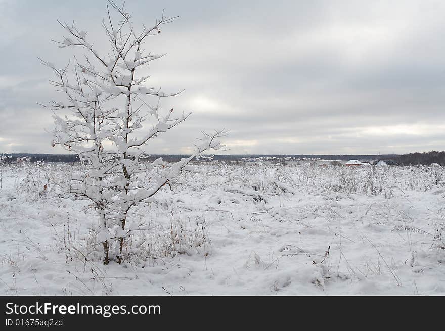 Winter forest