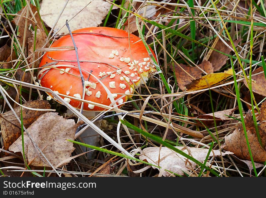 Amanita muscaria on grass in autumn