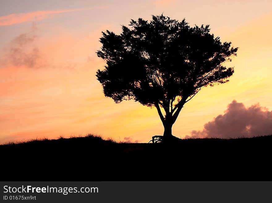 One tree standing alone upon a hill that has endured the wind and weather coming off the  Atlantic Ocean. One tree standing alone upon a hill that has endured the wind and weather coming off the  Atlantic Ocean.