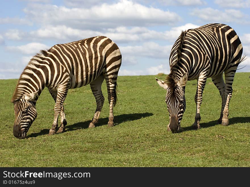 Zebra grazing on green grass.