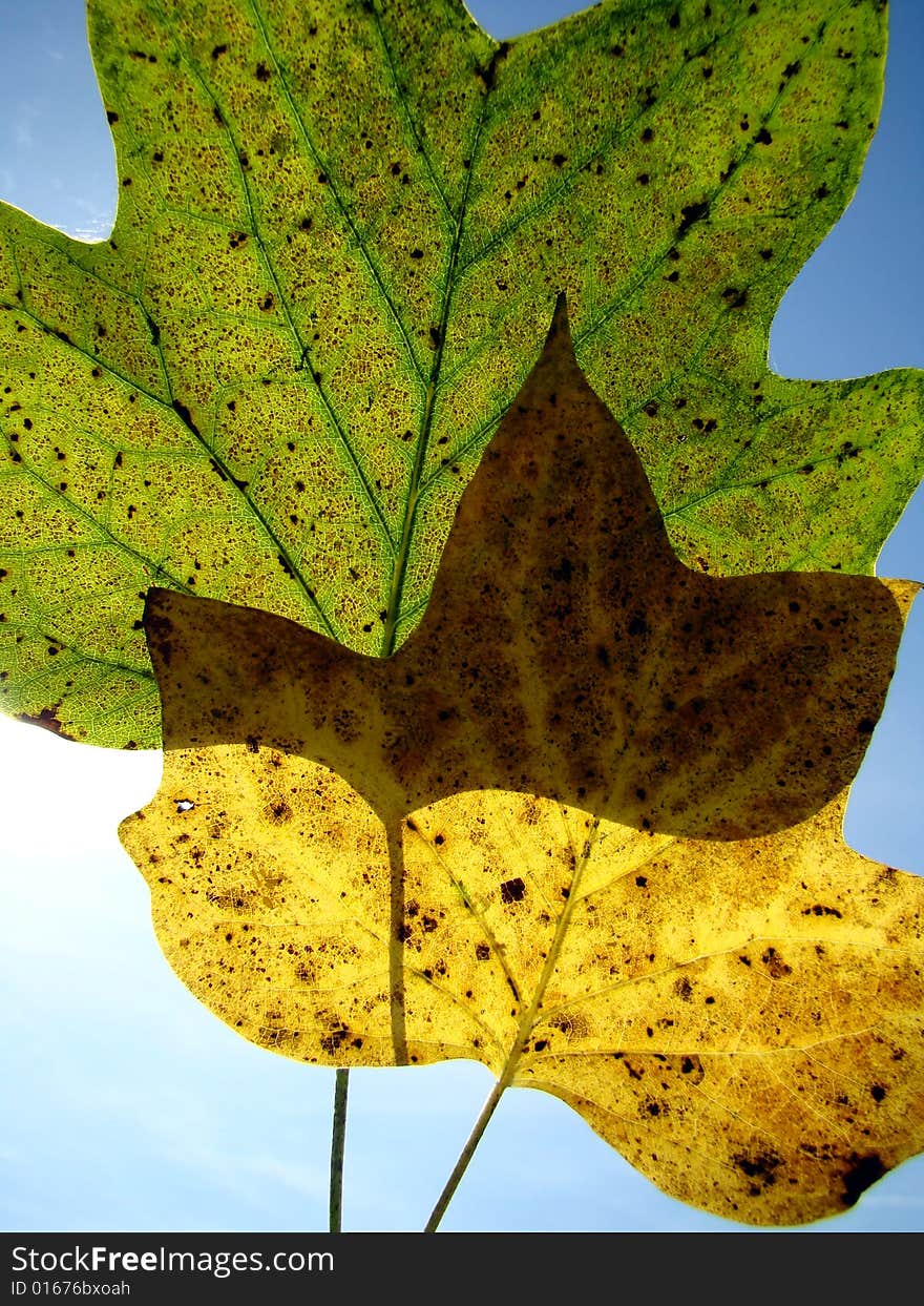 Autumn leaves against blue sky