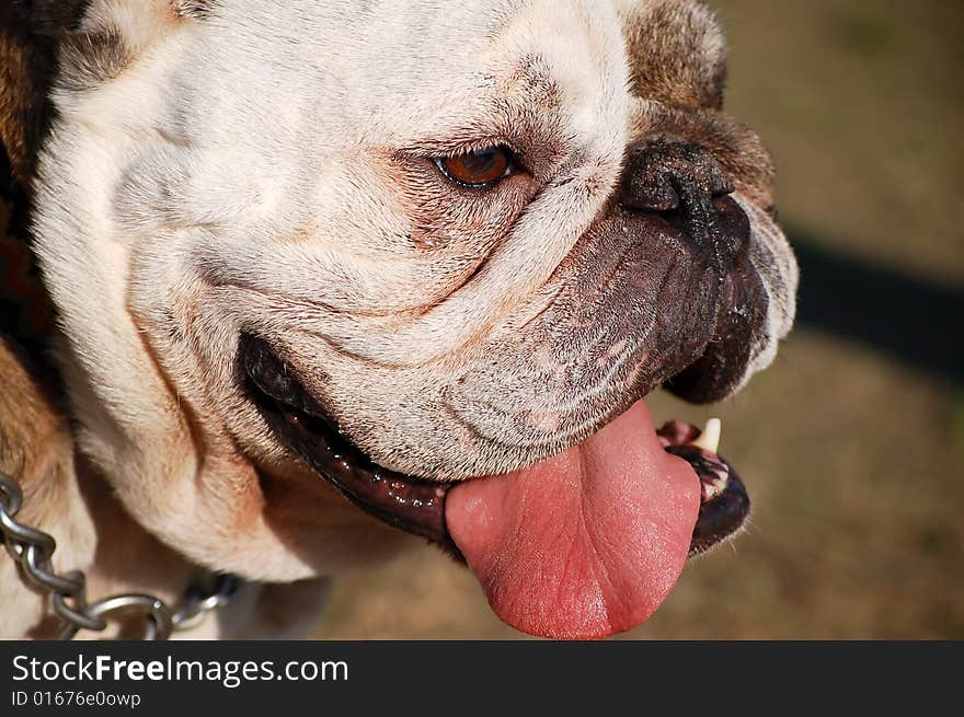 A funny looking English Bulldog