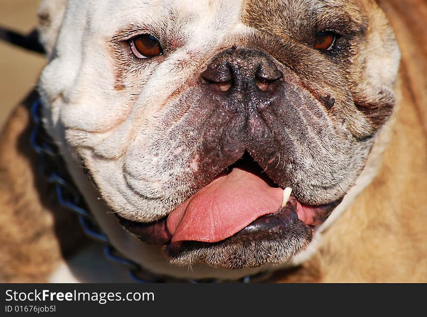 A funny looking English Bulldog