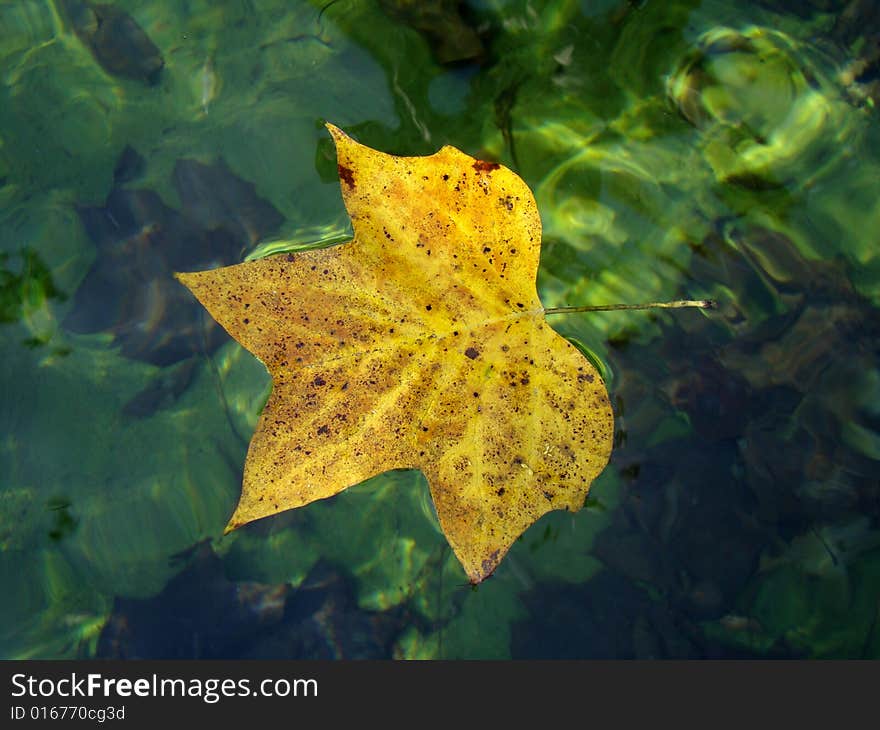 Autumn leaf floating in the water