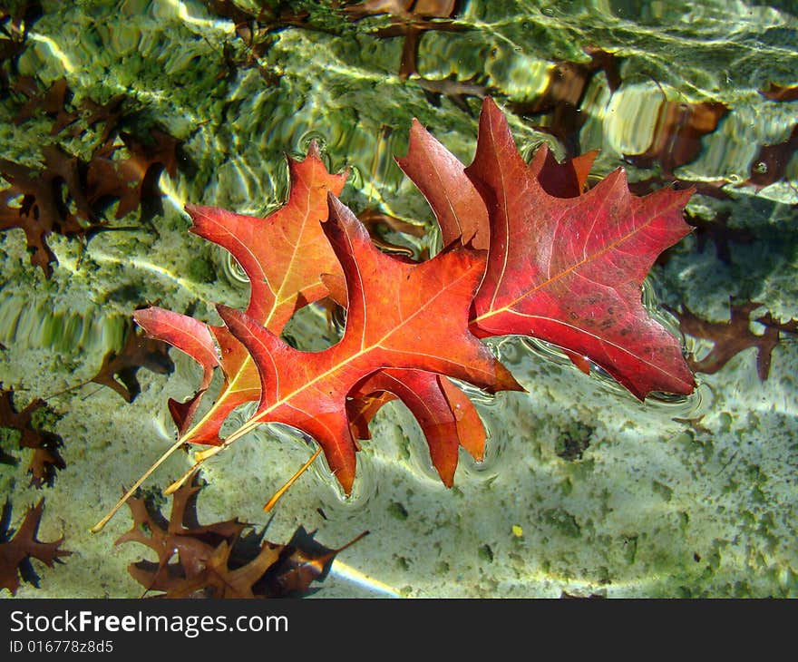 Red autumn leaves floating in the water