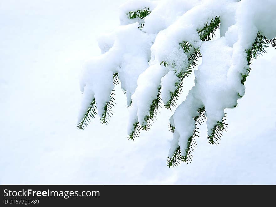 Snow Covered Pines