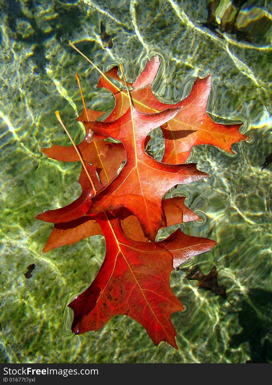 Red autumn leaves floating in the water