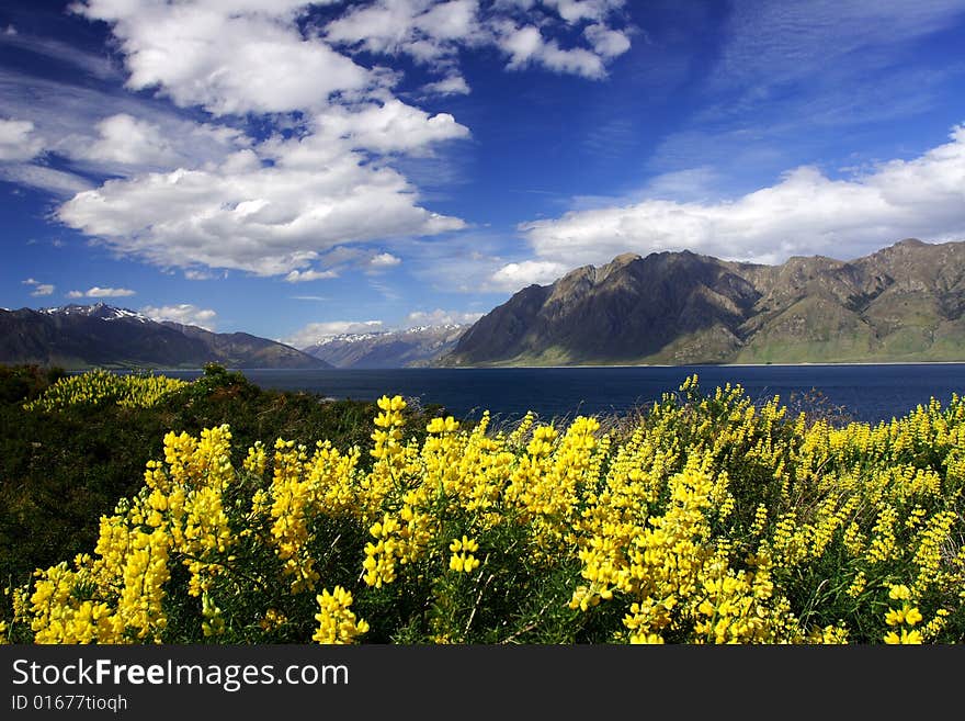 Lake Hawea Lavender (3)