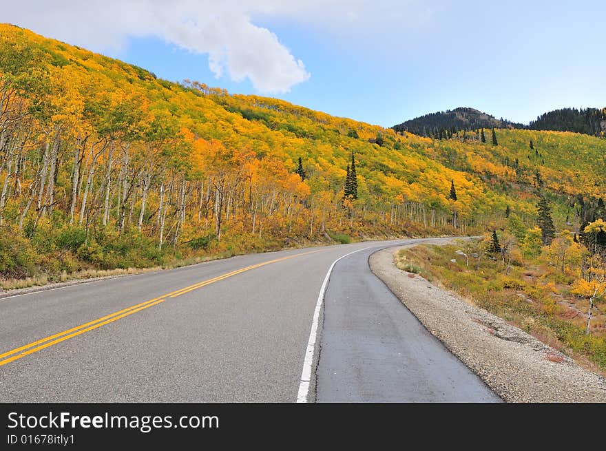 Cottonwood Color In Autumn