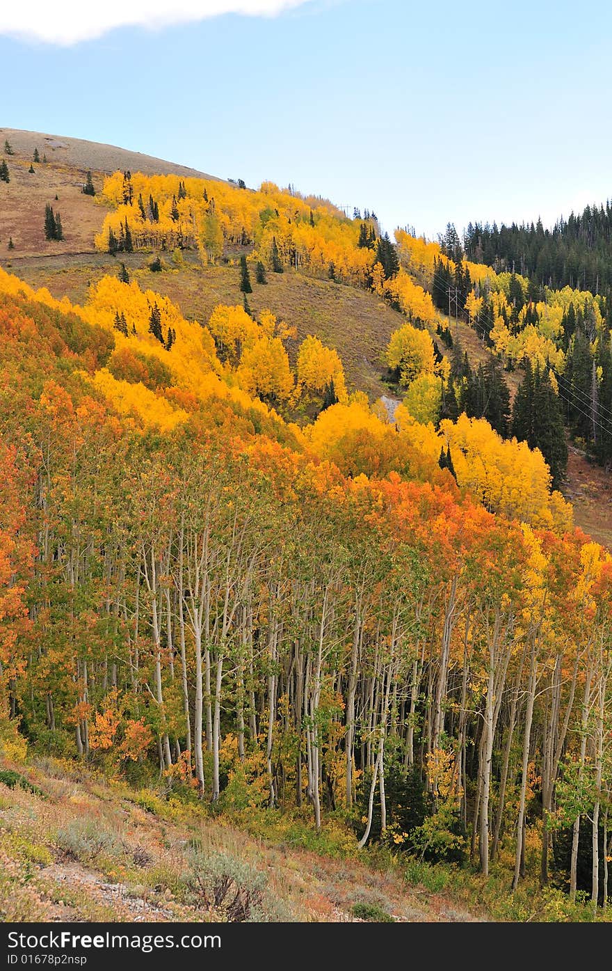 Foliage in the mountains