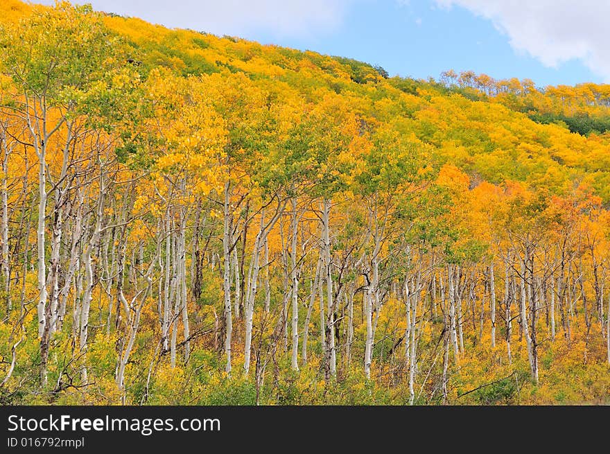 Autumn at the Big Cottonwood Canyon, Utah. Autumn at the Big Cottonwood Canyon, Utah