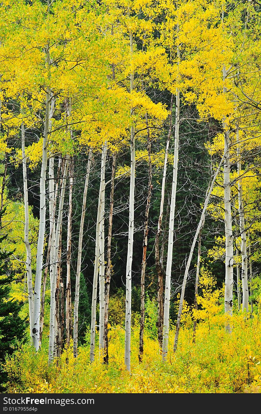 Foliage of Aspen